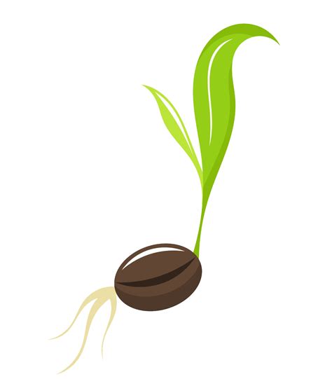 Seed Free PNG Image - PNG All | PNG All
