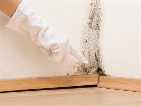 Black Mold Remediation: How to Clean Black Mold