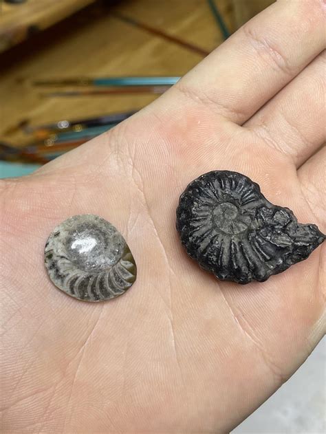 One little positive thing about my religious trauma is these ammonites ...