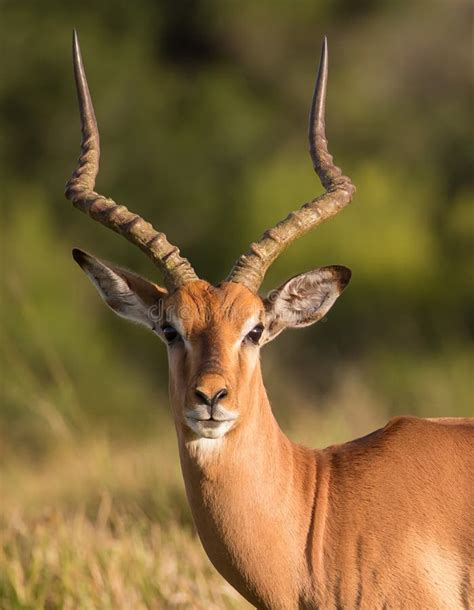 Alert Male Impala Antelope stock photo. Image of long - 105749964