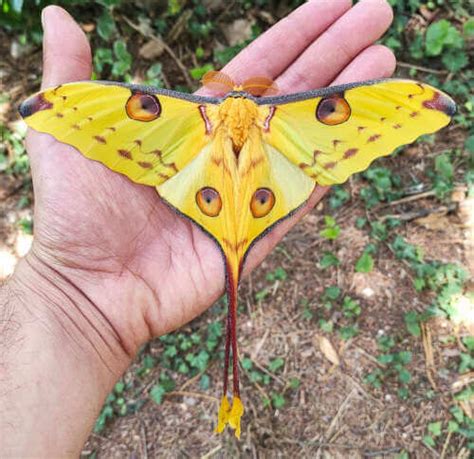 Argema mittrei, the stunning Madagascan moon moth. - Time to Breed