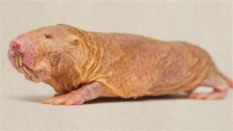 What naked mole-rats can teach us about treating cancer - BBC Future