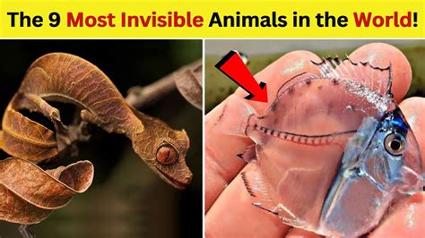 The 9 Most Invisible Animals in the World! - YouTube