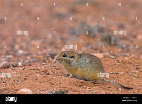 fat sand rat (Psammomys obesus), in habitat Stock Photo - Alamy