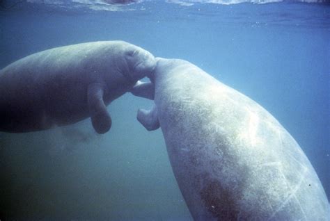 West Indian Manatee - Trichechus manatus - NatureWorks