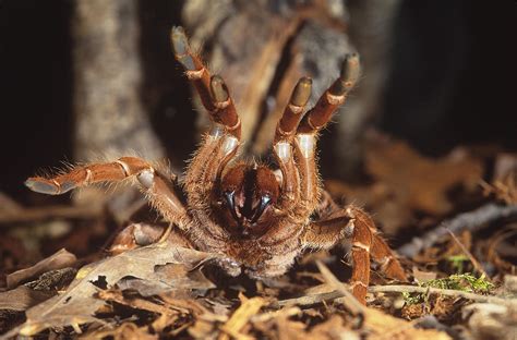 King Baboon Spider Photograph by Steve Cooper - Pixels