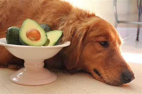 Can Dogs Eat Avocado Skin