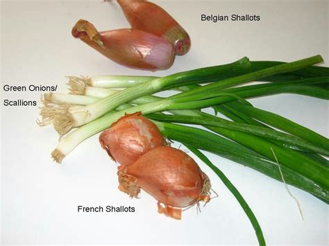 Shallots zone 7 8 9 Fall winter crop Spring Crops, Winter Crops, Fall Winter, Green Onions ...