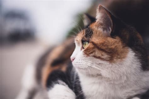 What is a Calico Cat's Personality? – Petsmont