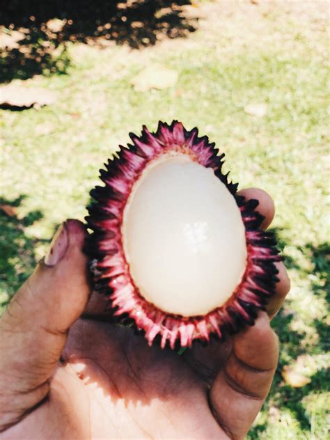 Pulasan : r/fruit