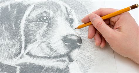 10 How to Draw Books That Will Help You Sketch the Animal Kingdom