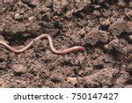 Earthworms Free Stock Photo - Public Domain Pictures