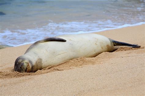 Hawaiian Monk Seal Facts: Habitat, Diet, Conservation, & More