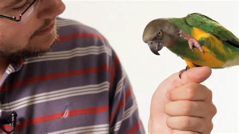 Parrot Training Made Easy For You | Birds Coo