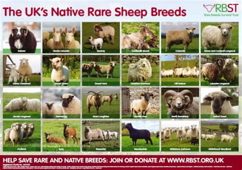 Rare Native Cattle Breed Poster | Teaching Resources | Countryside ...