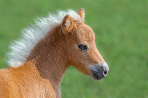 Miniature Horse Stock Photos, Pictures & Royalty-Free Images - iStock