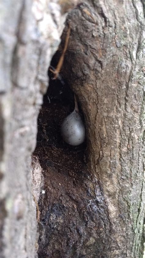 What is this weird thing inside of this squirrels nest? In NJ : r ...