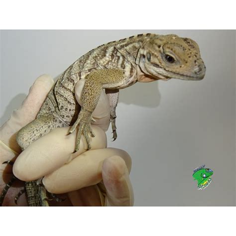 Rhinoceros Iguana - big babies - Strictly Reptiles Inc.