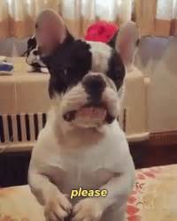 Dog Begging For Food Gif / Need Some Idols Rolls Eyes Gif | allkpop Forums - We did not find ...