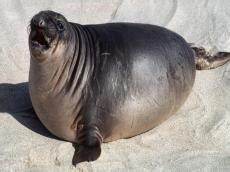 Fattest Animals In The World