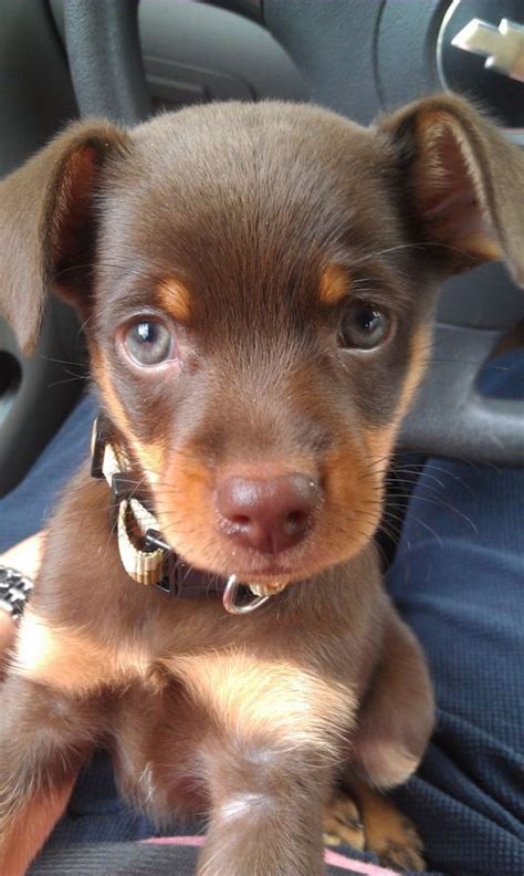 Brown Min Pin Chihuahua Mix - Pets Lovers