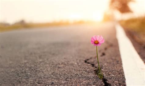 Flower Road Stock Photos, Pictures & Royalty-Free Images - iStock