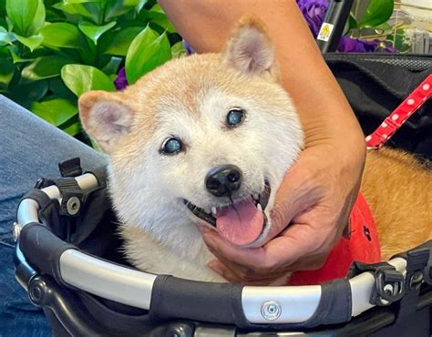 Dogecoin: Is Kabosu Alive? Age Death News And Owner