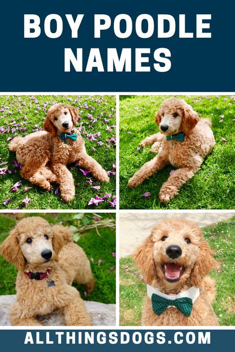 While thinking of boy Poodle names, we liked the idea of using popular and modern names for ...