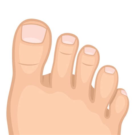 clip art of toes 20 free Cliparts | Download images on Clipground 2024