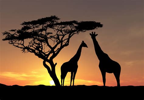 Giraffe Full HD Wallpaper and Background Image | 2987x2074 | ID:363172