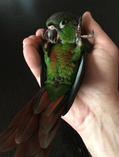 Green Cheeked Conure - Animal Corner