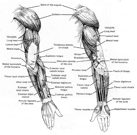 Life Drawing; Professor Kyle Stevenson: Assignment #2: Arm Muscles