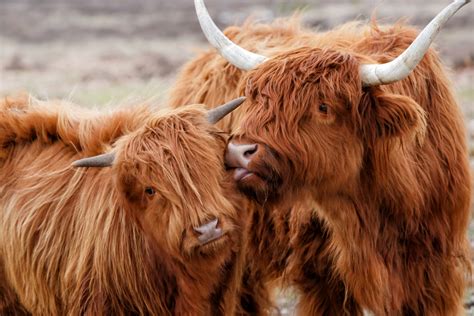 20 Fascinating Facts About The Highland Cow