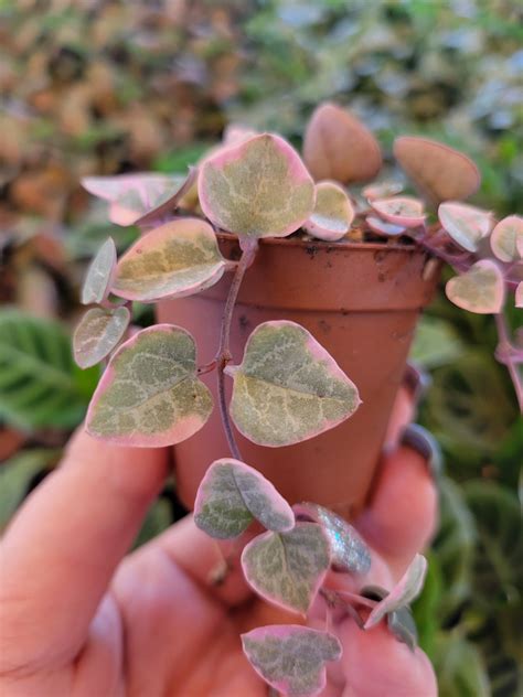 Variegated String of Hearts – Orange Lake Nursery