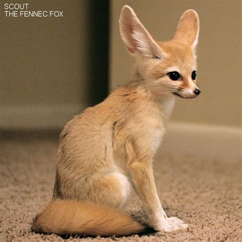 Scout, My pet Fennec Fox in 2023 | Pet fox, Fennec fox pet, Fennec fox