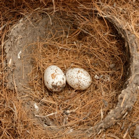 How Long Does it Take Cardinal Eggs to Hatch? - Backyard Bird Watchers