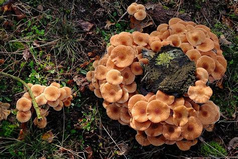 The Honey mushroom (Armillaria ostoyae) | Stuffed mushrooms, Mushroom ...