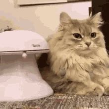 Cat Annoyed GIF - Cat Annoyed Bored - Discover & Share GIFs