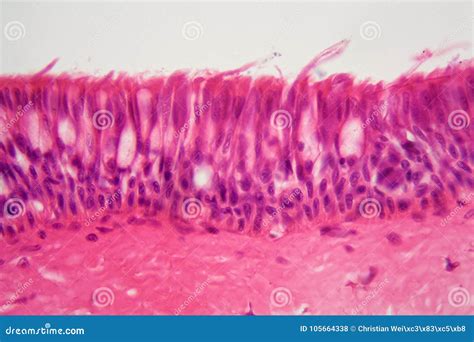 Ciliated Epithelium Under the Microscope. Stock Photo - Image of ciliated, histological: 105664338