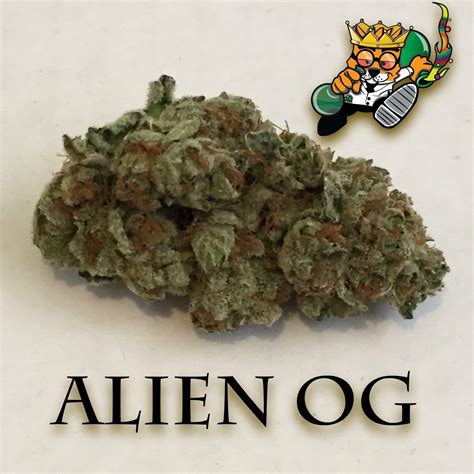 Alien Og Strain Information & Reviews | Where's Weed