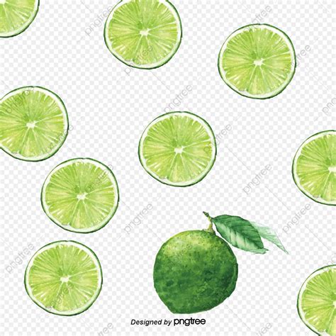 Lime Vector at Vectorified.com | Collection of Lime Vector free for personal use