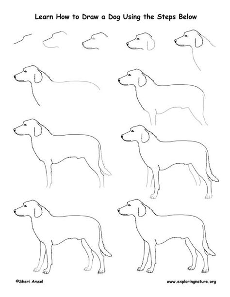 Learn to Draw Animals on Exploringnature.org | Dog drawing, Drawing lessons, Drawings