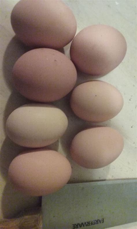 First Eggs from Black Australorp | BackYard Chickens - Learn How to ...