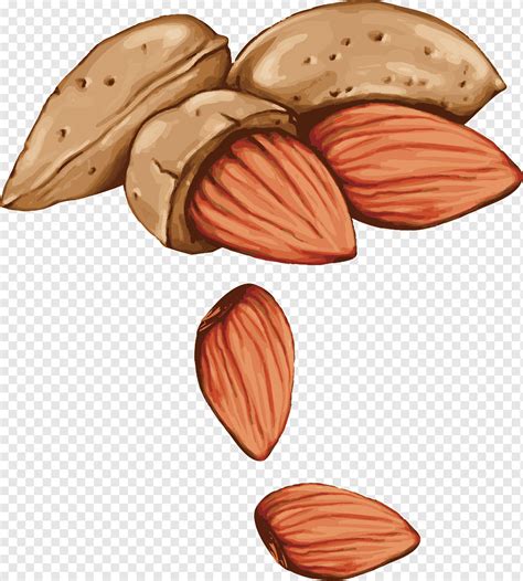 Almond Nuts Sketch Royalty Free Vector Image VectorStock, 55% OFF