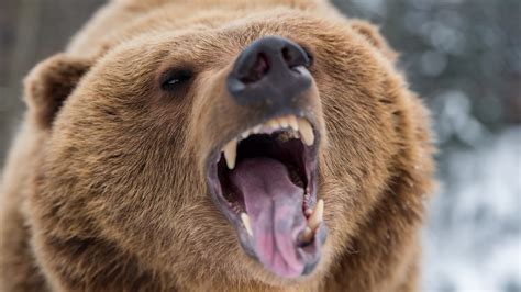 Download Roar Grizzly Animal Grizzly Bear 4k Ultra HD Wallpaper