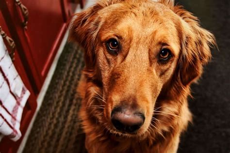 What Is A Red Golden Retriever? - Puppy In Training