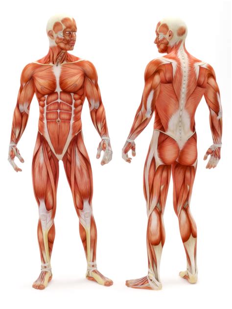 THE MUSCULAR SYSTEM: DID YOU KNOW… « Marsha G. Clarke RMT