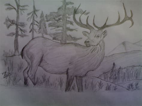 Pencil Sketches & Painting : Sketch of Deer