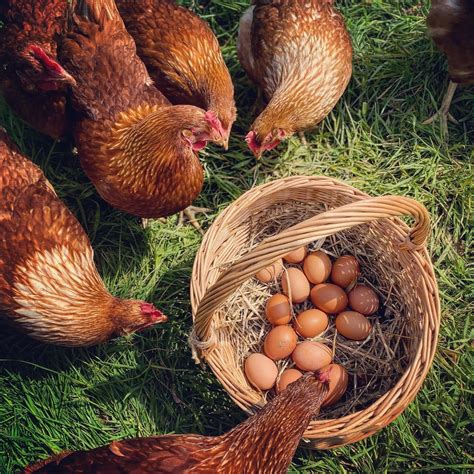 Farm Free Range Eggs (Subscription & Local Delivery Available) – Linthwaite Farm