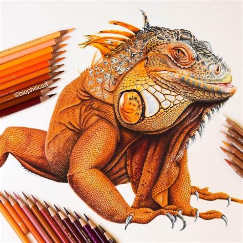 Brightly Colored Animal Pencil Drawings | Pencil drawings of animals, Pencil drawings, Color ...